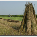 Hemp-Stack