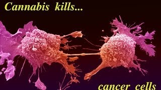 New Evidence Cannabis Kills & Cures Cancer, Not Seen On The News