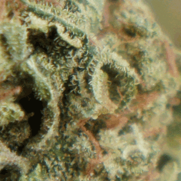 white-widow-strain