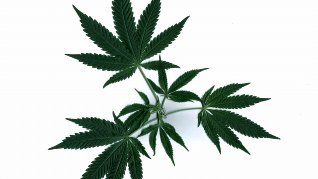 Topical Cannabis Preparations Associated With Reduced Opioid Use