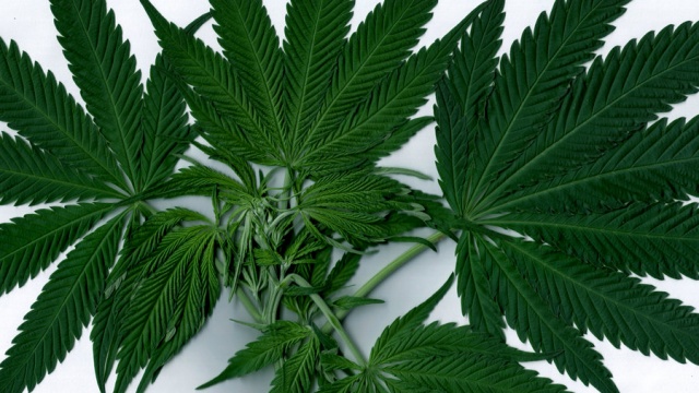 Florida Lawsuit Challenges Regulators’ Failure to Fully Implement Medical Marijuana Law