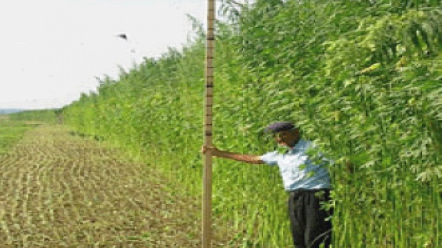 Senate Leader Plans to Spearhead Federal Hemp Reform