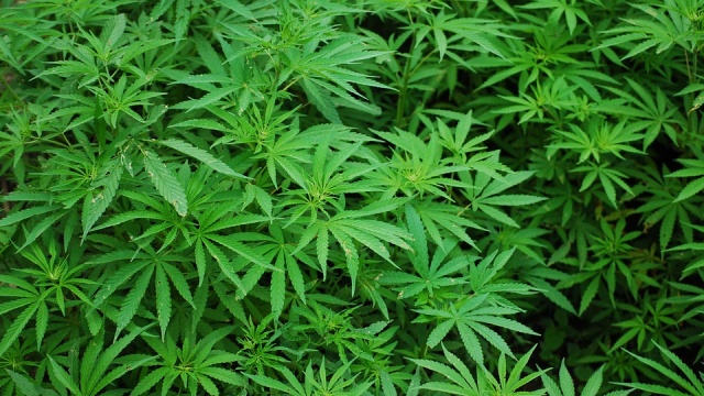 Utah Governor Signs Several Marijuana-Related Bills Into Law