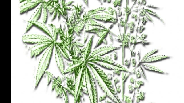 Kentucky Cannabis Activists Schedule Educational Forum in Henderson