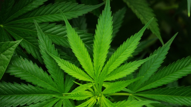 Colorado Youth Marijuana Use Unchanged Post-Legalization, State Survey Data Says