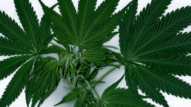 Harris Poll: Majority of Americans Want Marijuana Legalized