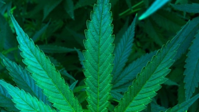 NORML Endorses North Dakota Marijuana Legalization Ballot Measure