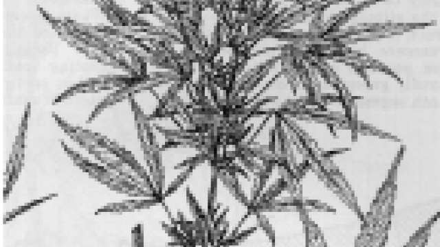 Where Can You Buy Medical Marijuana Flower in Pennsylvania?