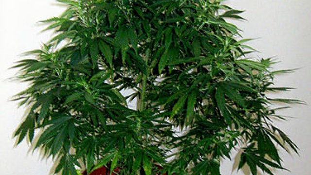 CNMI Marijuana Legalization Bill Passes, Heads to Governor