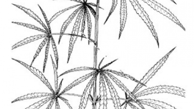 Study: Cannabis Leaves Possess Anti-Bacterial Activity Against MRSA