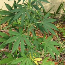 Maine’s Medical Marijuana Omnibus Bill Goes Into Effect